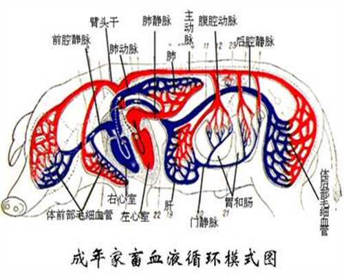 上海代孕公司介绍_如何听胎心，胎心率看男女