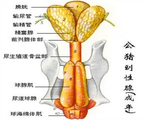 上海代怀孕价_月子食谱推荐 猪肚鸡汤的做法