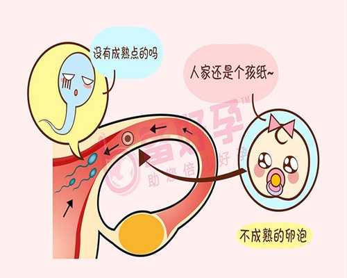 上海找代孕的风险_如何提高卵子质量和数量