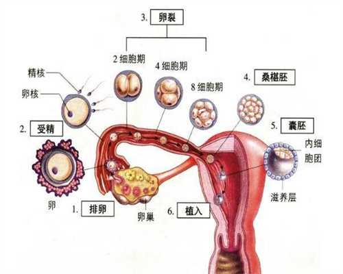 上海代孕介绍_怀孕五个月体温多少正常