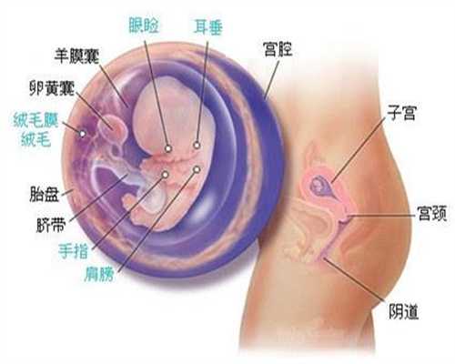 上海40万包成功代孕服务_常规避孕药有哪些
