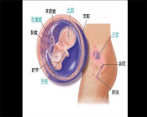 上海急找代孕~上海代孕是合法的不~上海代孕生宝宝不孕咨询