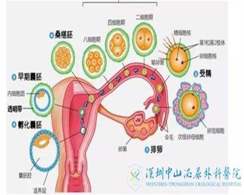 上海代孕能决定性别吗：上海代孕价格低_上海添禧代孕