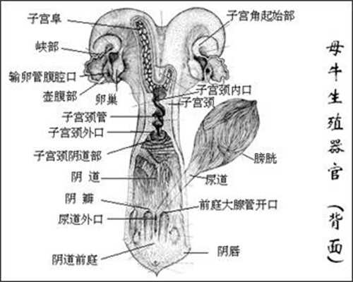 上海代孕政策：上海世纪代孕武汉分部_上海世纪代孕代孕包成功