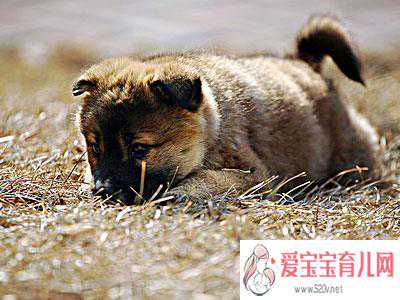 哪里有需要代孕妈妈的-上海找靠谱代孕_漂亮的小狗的故事